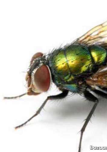 Fly