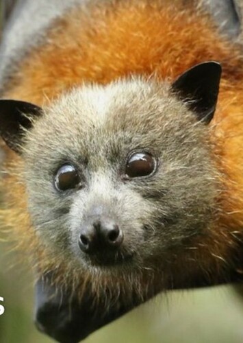 Flying Fox