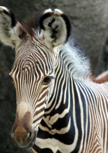 Foal Zebra