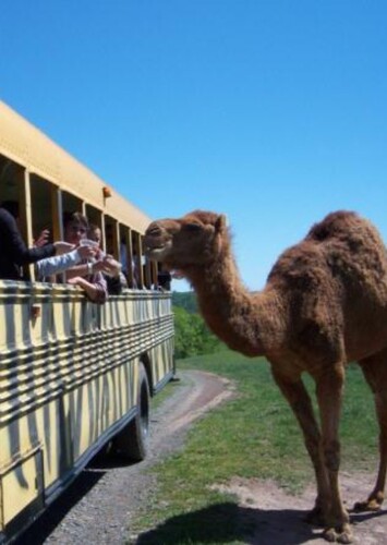 Fort Chiswell Animal Park