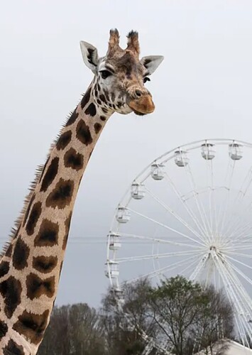 Fota Wildlife Park