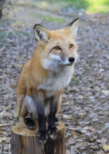 Fox