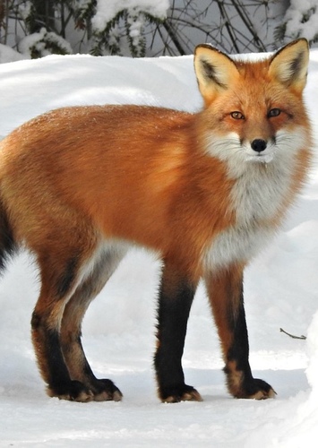 Fox