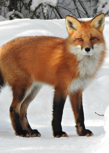 Fox