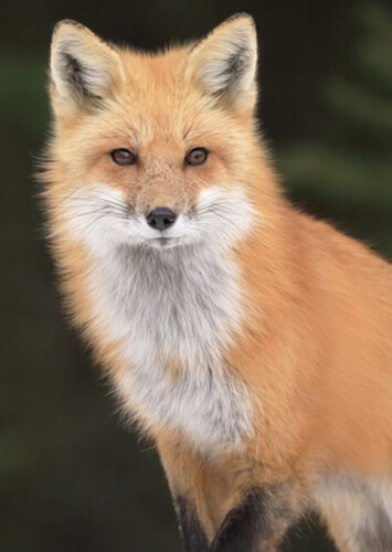 Red Fox