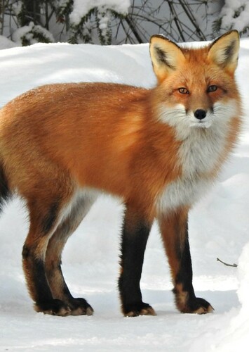 Fox