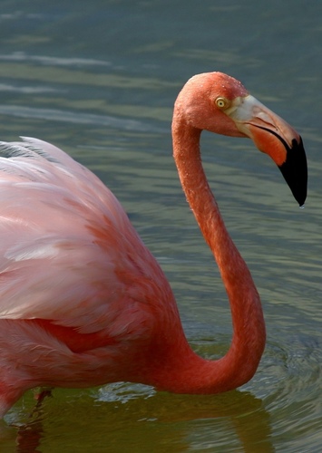 Fran the American Flamingo