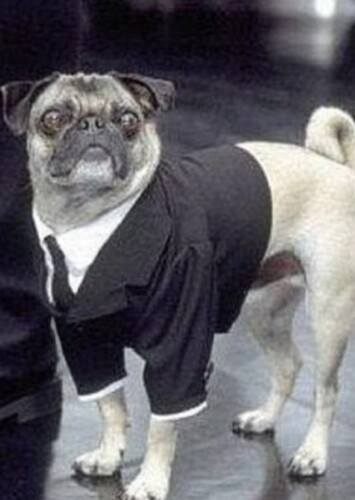 Frank The Pug