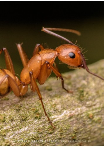 Frank The ant
