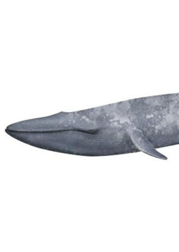 Frank The Blue Whale