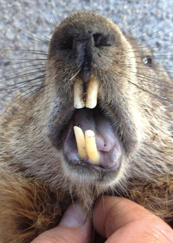 Frank The Groundhog