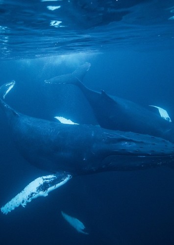Frank The Humpback Whale