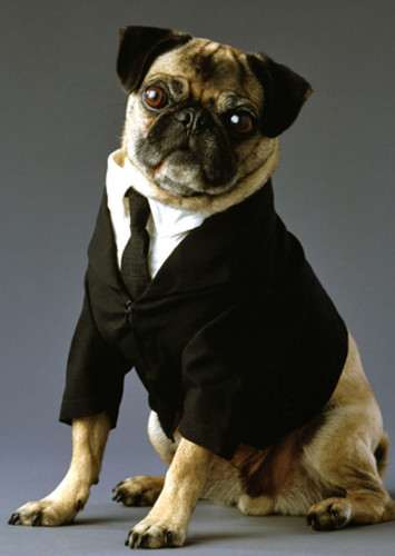 Frank the Pug (Voice)