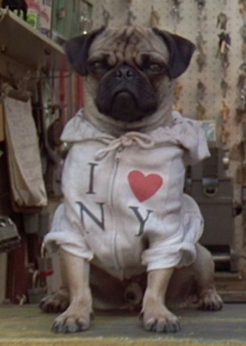 Frank the Pug (voice)