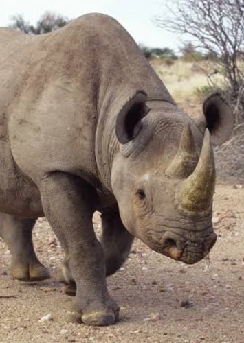 Frank the rhinoceros