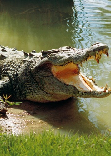 Frankie the Crocodile