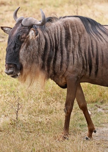 Frankie the Wildebeest