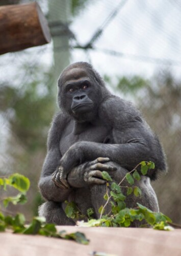 Franklin Park Zoo