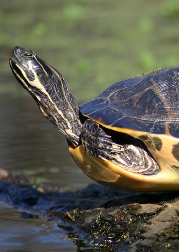 Fred the Florida Cooter