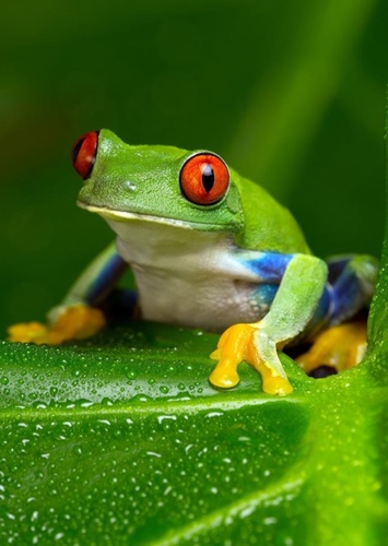 Fred the Frog
