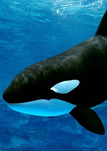 Fred the Killer Whale
