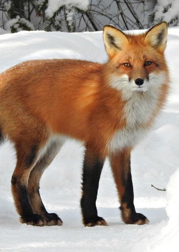 Freddy the Red Fox