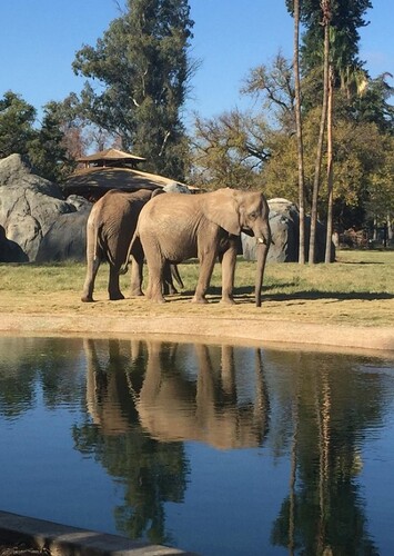 Fresno Chaffee Zoo
