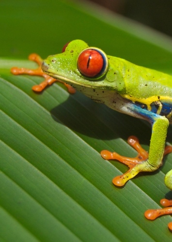 Frog