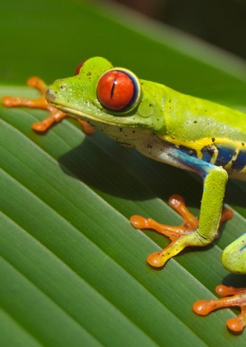Frog
