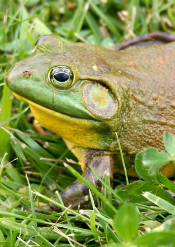 Frog