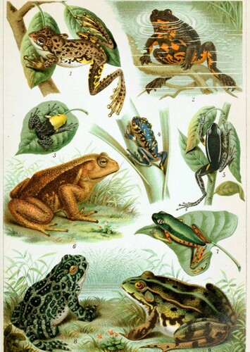 Frog