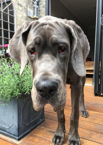 From One Great Dane to Another