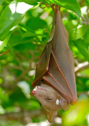 Fruit Bat