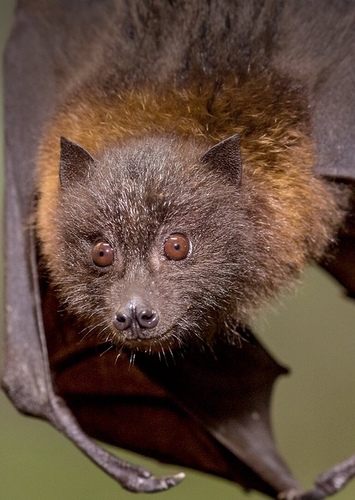 Fruit Bat