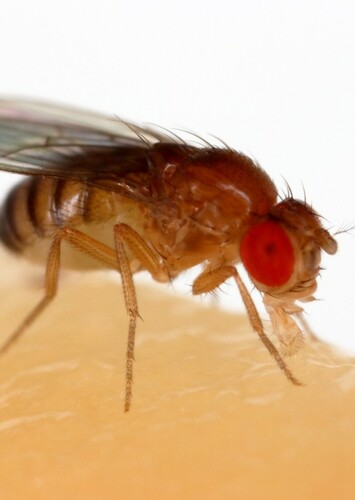 Fruit fly