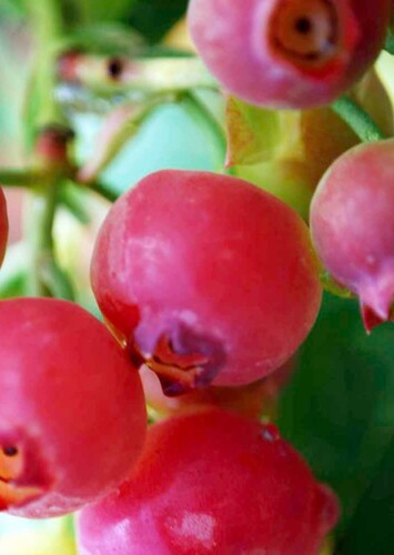Fruit: Pinkberry