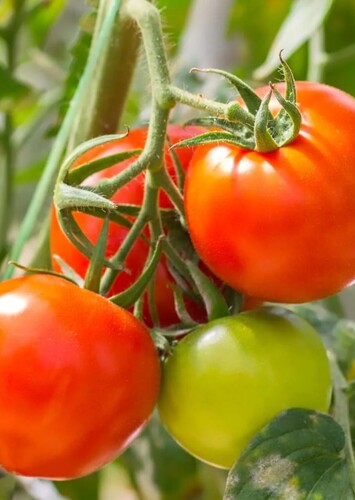 Fruit: Tomato