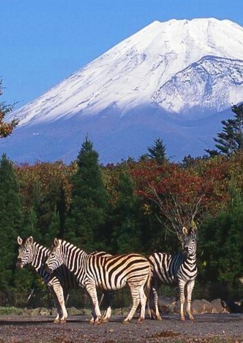 Fuji Safari Park