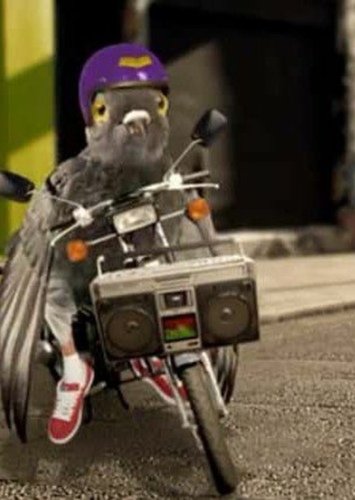 Funky pigeon