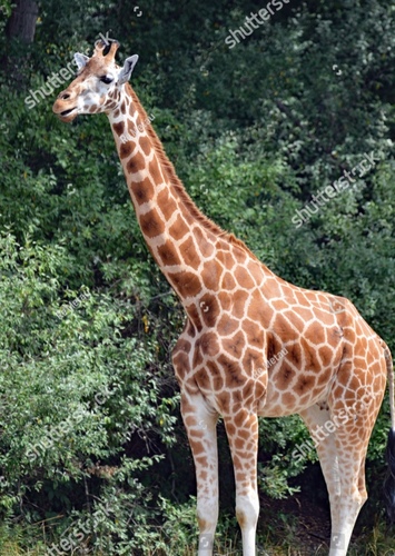 G is for Giraffe with a neck that is so long