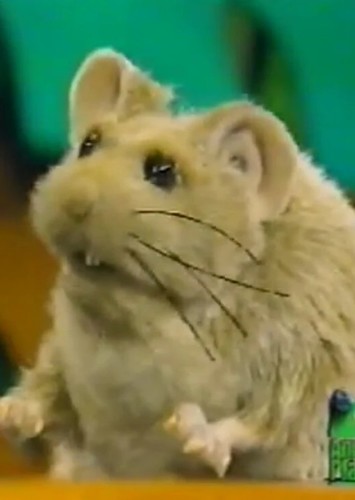 Galahad the Grasshopper Mouse