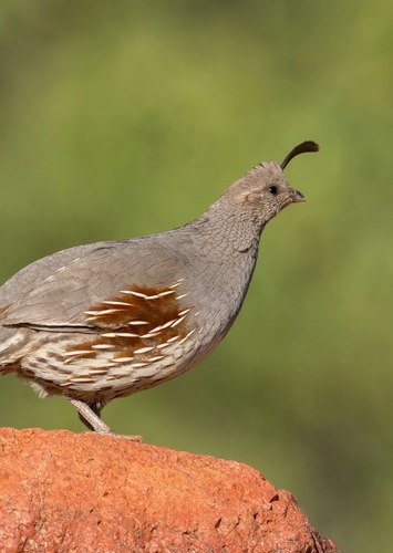 Gambel ‘s Quail