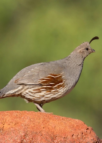 Gambel’s Quail