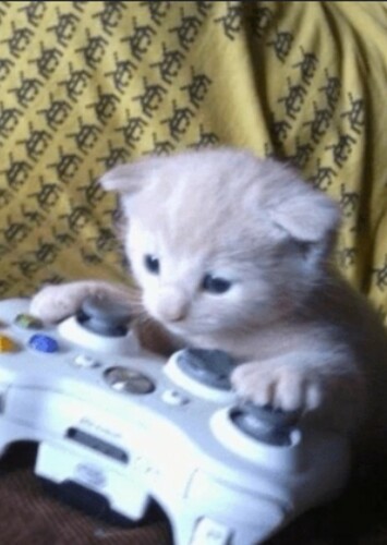 Gamer Kitten