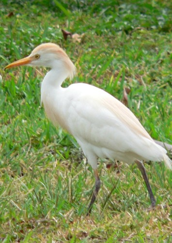 García