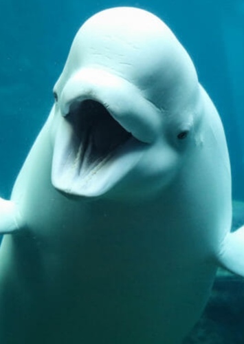 Gargant the Beluga Whale
