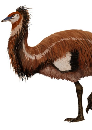 Gargantuavis