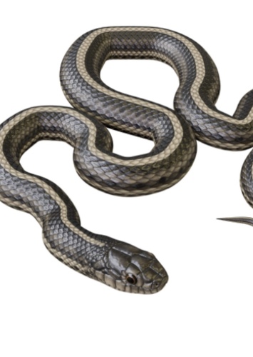 Gary the Garter Snake