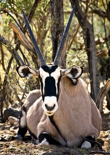 Gemsbok