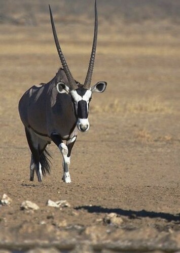Gemsbok Healer